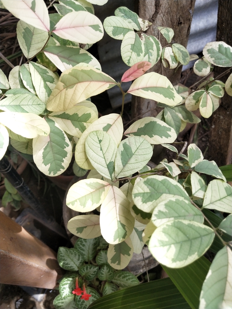 Bi điền xoan – Bridelia ovata