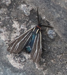 Ctenucha venosa