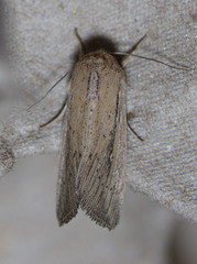 Leucania oaxacana