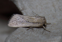 Leucania oaxacana