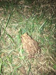 Anaxyrus americanus charlesmithi