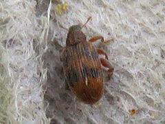 Orchestes steppensis