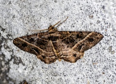 Harutalcis atrostipata