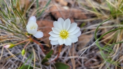 Lewisia oppositifolia