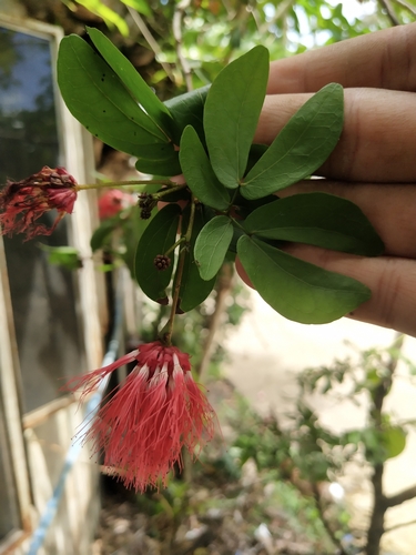 Calliandra tergemina