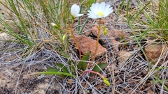 Lewisia oppositifolia