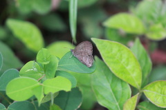 Hermeuptychia canthe