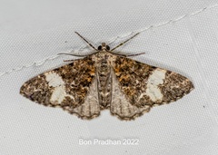 Alcis albifera