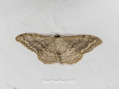 Idaea falcipennis
