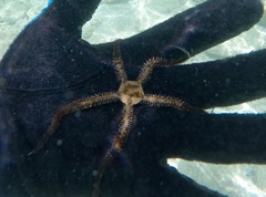 Ophiocoma echinata