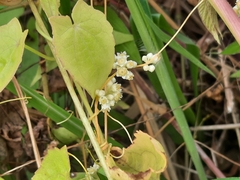 Cuscuta chinensis