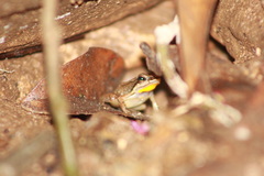 Mannophryne trinitatis