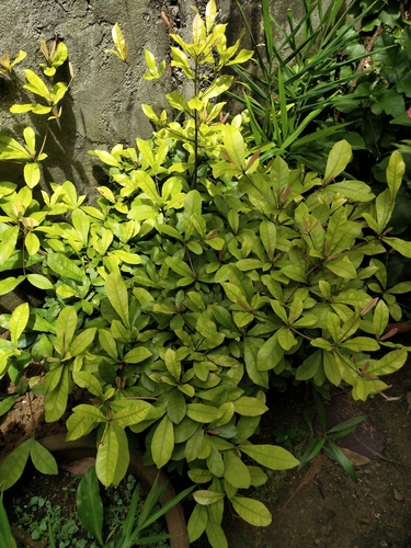 Synsepalum dulcificum