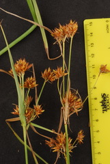 Rhynchospora indianolensis