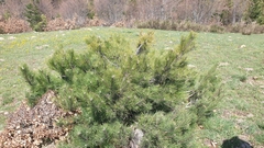 Pinus nigra laricio