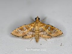 Sameodes