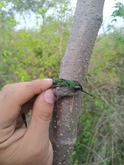 Chlorostilbon gibsoni