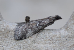 Alpheias transferens