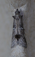 Alpheias transferens
