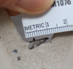 Alpheias transferens