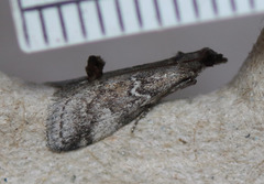 Alpheias transferens