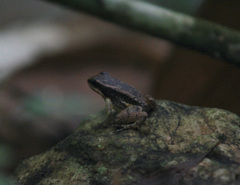 Mannophryne trinitatis