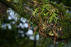 Oberonia arisanensis