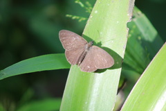 Hermeuptychia canthe