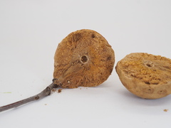 Disholcaspis pruniformis