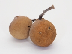 Disholcaspis pruniformis