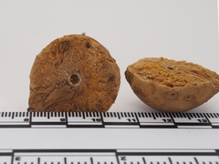 Disholcaspis pruniformis