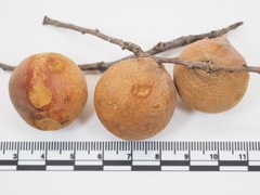 Disholcaspis pruniformis