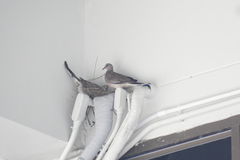 Streptopelia chinensis