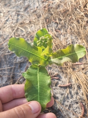 Asclepias amplexicaulis