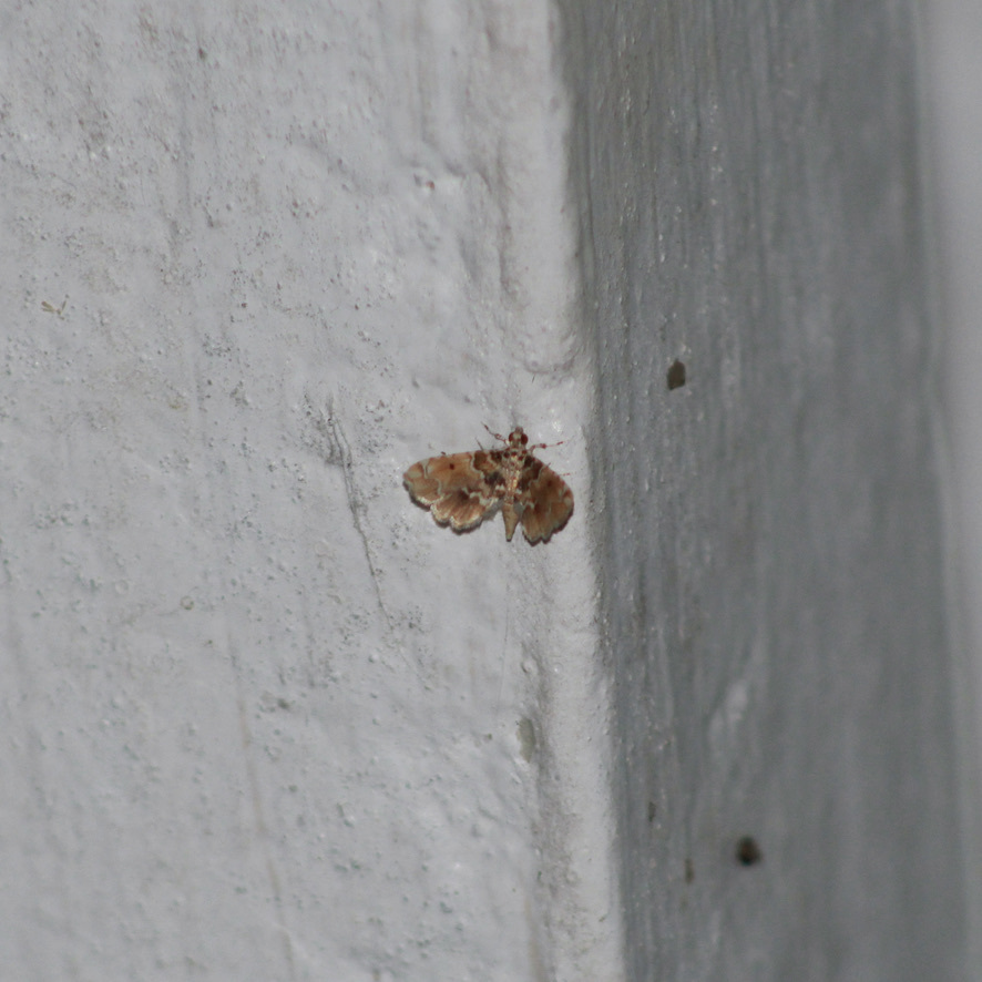 Sufetula diminutalis