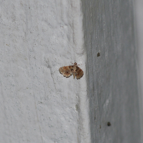 Sufetula diminutalis