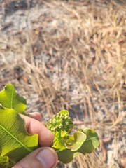 Asclepias amplexicaulis