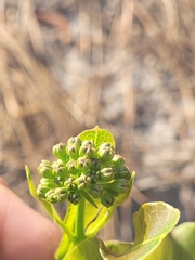 Asclepias amplexicaulis