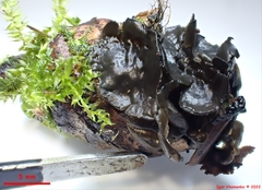 Piceomphale bulgarioides