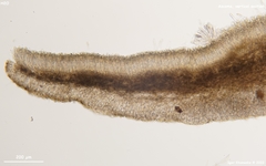 Piceomphale bulgarioides