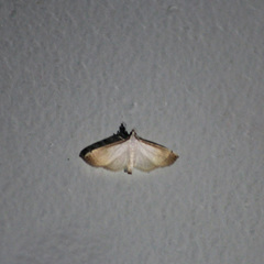 Blepharomastix saurialis