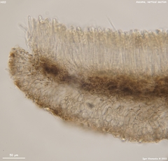 Piceomphale bulgarioides