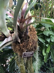 Aechmea poitaei