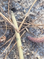 Asclepias amplexicaulis