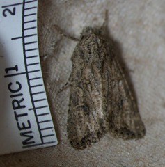 Hexorthodes nipana