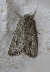 Hexorthodes nipana