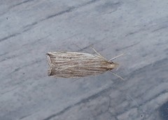 Helcystogramma hystricella