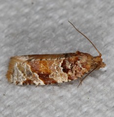 Argyrotaenia kimballi