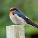 Eastern Welcome Swallow - Photo (c) Finn Davey, some rights reserved (CC BY-NC), uploaded by Finn Davey