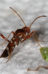 Sericophanes heidemanni